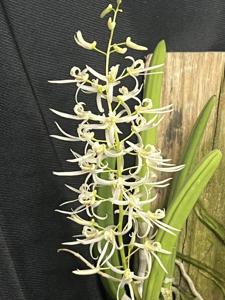 Dockrillia wassellii