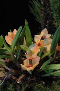 Dendrobium vexillarius var. microblepharum