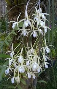 Brassavola martiana
