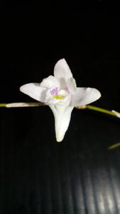 Dendrobium pseudoequitans