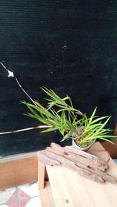 Dendrobium pseudoequitans