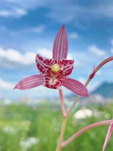 Cymbidium ensifolium