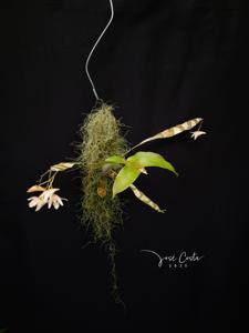Dendrobium platygastrium