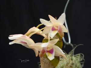 Dendrobium platygastrium