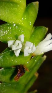 Microsaccus griffithii