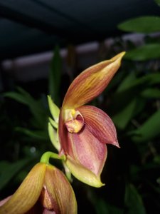Bulbophyllum mandibulare