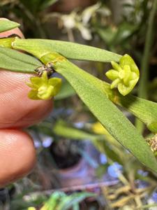Dendrobium indivisum