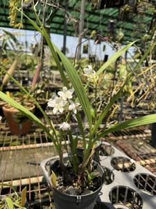 Spathoglottis unguiculata
