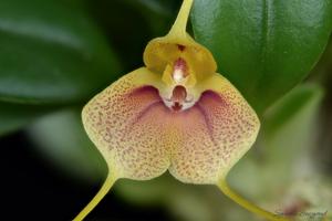 Masdevallia wageneriana var. pteroglossa