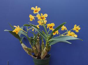 Dendrobium chrysotoxum var. suavissimum