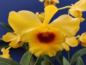 Dendrobium chrysotoxum var. suavissimum