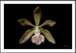 Encyclia trachycarpa