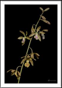 Encyclia trachycarpa