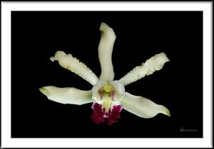 Myrmecophila albopurpurea