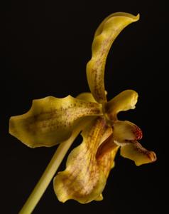 Vanda mindanaoensis