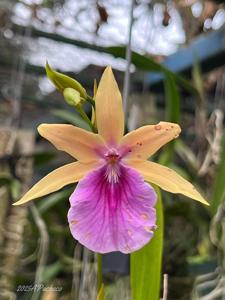 Miltonia regnellii var. citrina