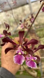 Encyclia parviflora