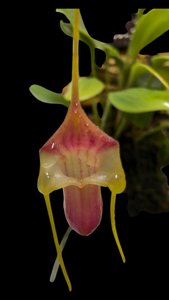 Masdevallia filaria
