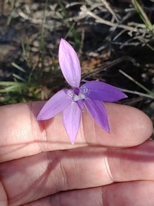 Glossodia major
