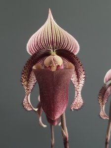 Paphiopedilum superbiens var. curtisii
