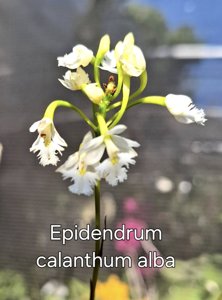 Epidendrum calanthum