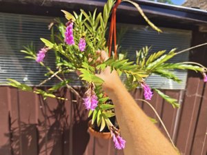 Isochilus brasiliensis