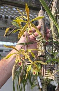 Encyclia oxypetala