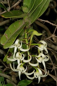 Cyrtorchis arcuata subsp. arcuata