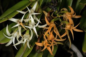 Cyrtorchis arcuata subsp. arcuata