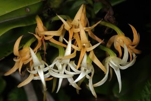 Cyrtorchis arcuata subsp. arcuata