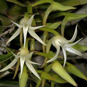 Cyrtorchis arcuata subsp. arcuata