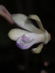 Lecanorchis nigricans var. yakusimensis