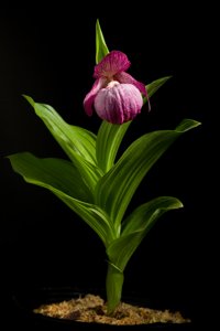 Cypripedium macranthos