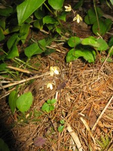 Ephippianthus schmidtii