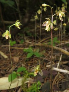 Ephippianthus schmidtii