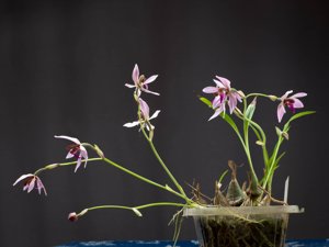 Ancistrochilus rothschildianus