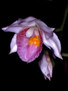 Phaius pulcher