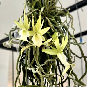 Dendrophylax lindenii