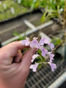 Ionopsis utricularioides
