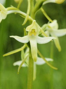 Platanthera bifolia