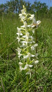 Platanthera bifolia