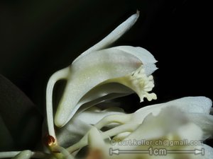 Dendrobium delacourii