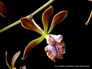 Encyclia ambigua