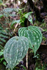 Monophyllorchis microstyloides