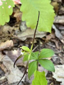 Isotria verticillata