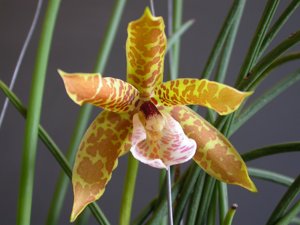 utils/thumbs/species/spc_000103229_000189889.jpg