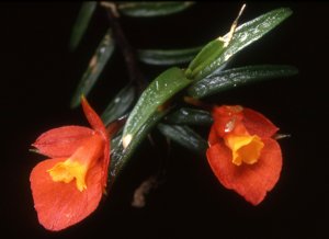 Fernandezia subbiflora