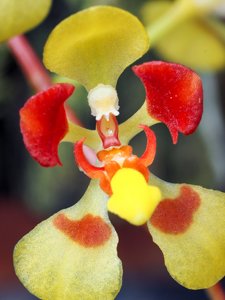 Gomesa colorata