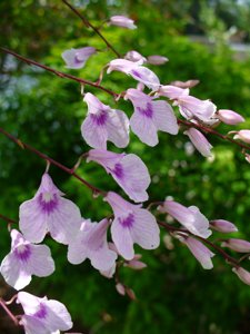 Ionopsis utricularioides