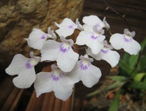 Ionopsis paniculata